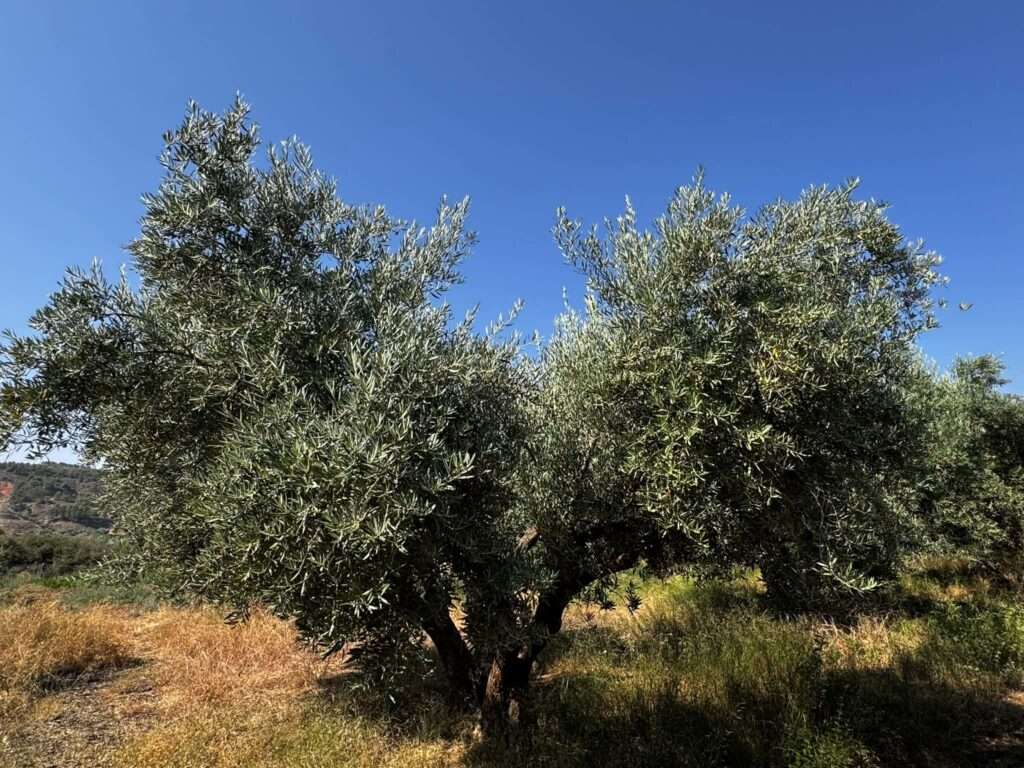 oliwa z oliwek Granada Andaluzja