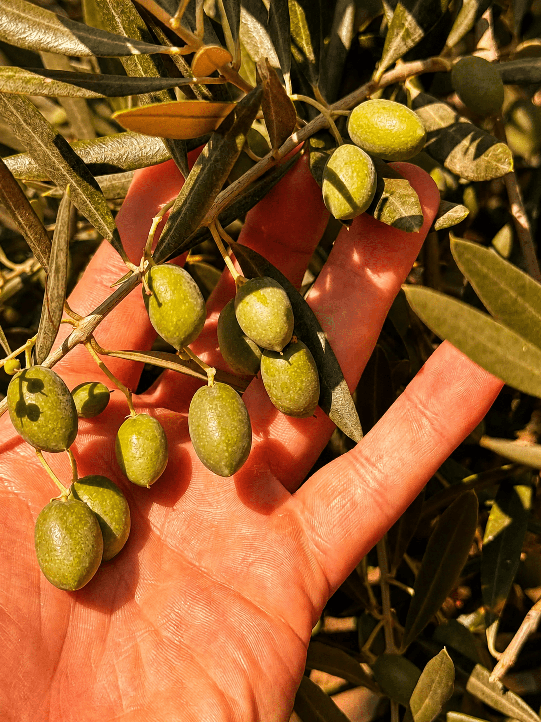oliwa z oliwek extra virgin Granada Andaluzja Hiszpania Dzika Oliwka