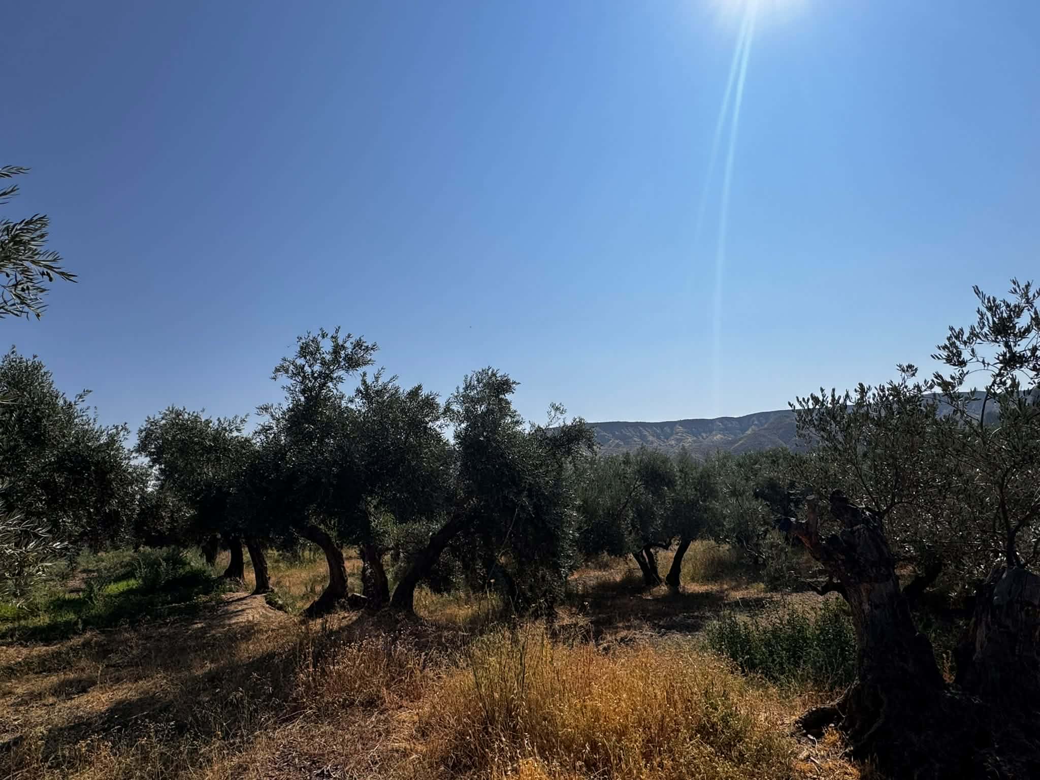 oliwa z oliwek Granada Andaluzja